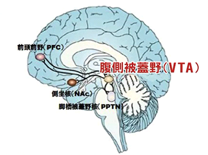 機能脳科学療法DVD